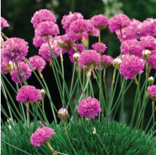 Armeria Pink (Thrift Pink)