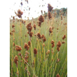 Apodasmia similis (Oioi)