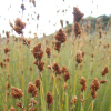 Apodasmia similis (Oioi, Jointed Wire Rush)