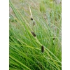 Carex dipsacea (Sedge)