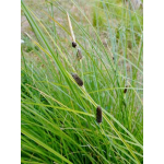 Carex dipsacea (Sedge)