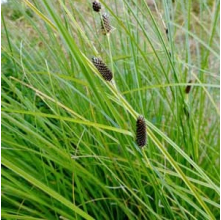 Carex dipsacea (Teasel Sedge)