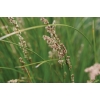 Carex virgata (Swamp Sedge)