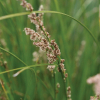 Carex virgata (Pukio, Swamp Sedge)