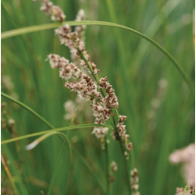 Carex virgata (Pukio, Swamp Sedge)