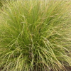 Carex virgata (Pukio, Swamp Sedge)