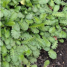 Leptinella dioica (Shore Cotula)