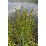 Juncus edgariae (Wiwi - Rush)