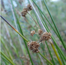 Juncus edgariae (Wiwi, Edgars Rush)