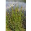 Juncus edgariae (Wiwi, Edgars Rush)