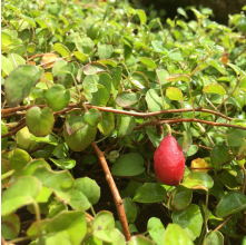 Fuchsia procumbens (Creeping Fuchsia)