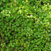 Fuchsia procumbens (Creeping Fuchsia)