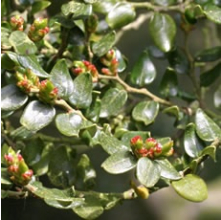 Fuscospora cliffortioides (Tewhai Rauriki, Mountain Beech)