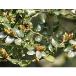 Nothofagus cliffortioides (Mountain Beech)