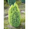Chamaecyparis lawsoniana Ellwoodii
