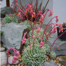 Echeveria elegans (Mexican Snowball)