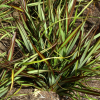 Phormium Surfer Green (Dwarf Green Flax)