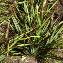 Phormium Surfer Green (Dwarf Green Flax)