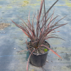 Phormium Pepe Purpurea (Dwarf Purple Flax)