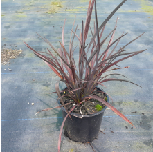 Phormium Pepe Purpurea (Dwarf Purple Flax)