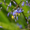 Dianella revoluta