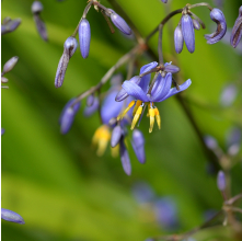 Dianella revoluta