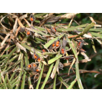 Carmichaelia australis (Native Broom)