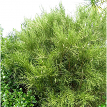 Carmichaelia australis (Makaka, Common Broom)