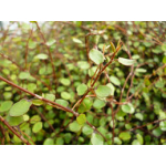 Muehlenbeckia complexa (Small-leaved Pohuehue)