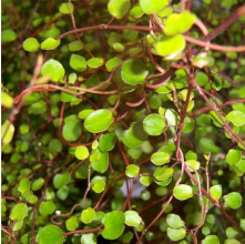 Muehlenbeckia complexa (Scrambling Pohuehue)