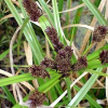 Cyperus ustulatus (Upoko-Tangata, Giant Umbrella Sedge)