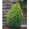 Chamaecyparis lawsoniana Ellwoods Gold