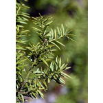 Podocarpus totara
