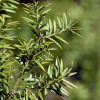 Podocarpus totara (Totara)