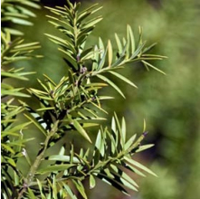 Podocarpus totara (Totara)