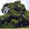 Podocarpus totara (Totara)