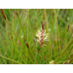 Eleocharis acuta
