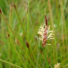 Eleocharis acuta (Common Spike Rush)