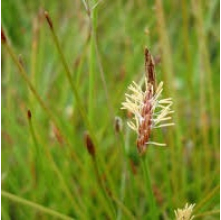 Eleocharis acuta (Common Spike Rush)