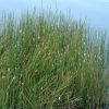 Eleocharis acuta (Common Spike Rush)