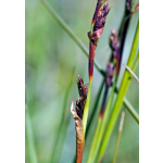 Machaerina rubiginosa (Orange Nut Sedge)