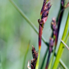 Machaerina rubiginosa (Baumea, Rush)