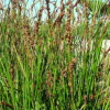 Machaerina rubiginosa (Baumea, Rush)