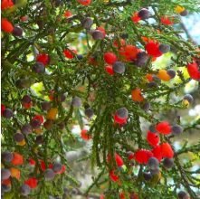 Dacrycarpus dacrydioides (Kahikatea, White Pine)
