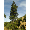 Dacrycarpus dacrydioides (Kahikatea, White Pine)