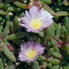 Disphyma australe (Horokaka, Coastal Ice Plant)