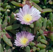 Disphyma australe (Horokaka, Coastal Ice Plant)