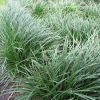 Ophiopogon japonicus (Green Mondo Grass)