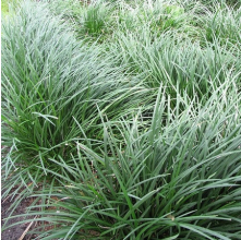 Ophiopogon japonicus (Green Mondo Grass)