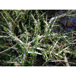Melicytus alpinus (Porcupine Shrub)